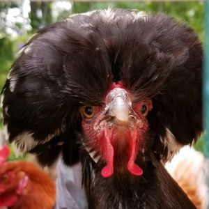 Meet your Posher, Cameron